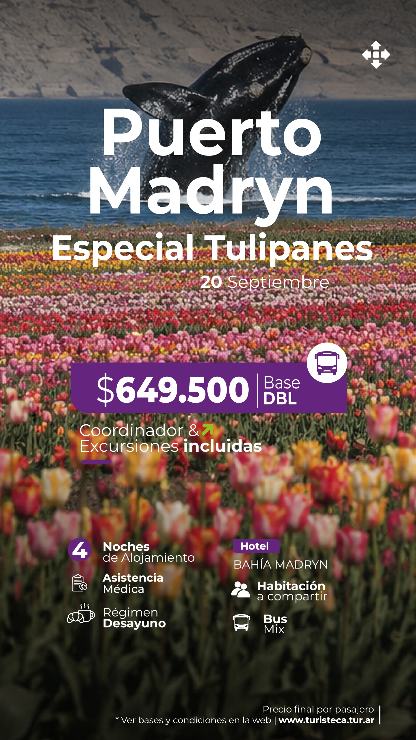 PMY ESPECIAL TULIPANES - 20 SEPT
