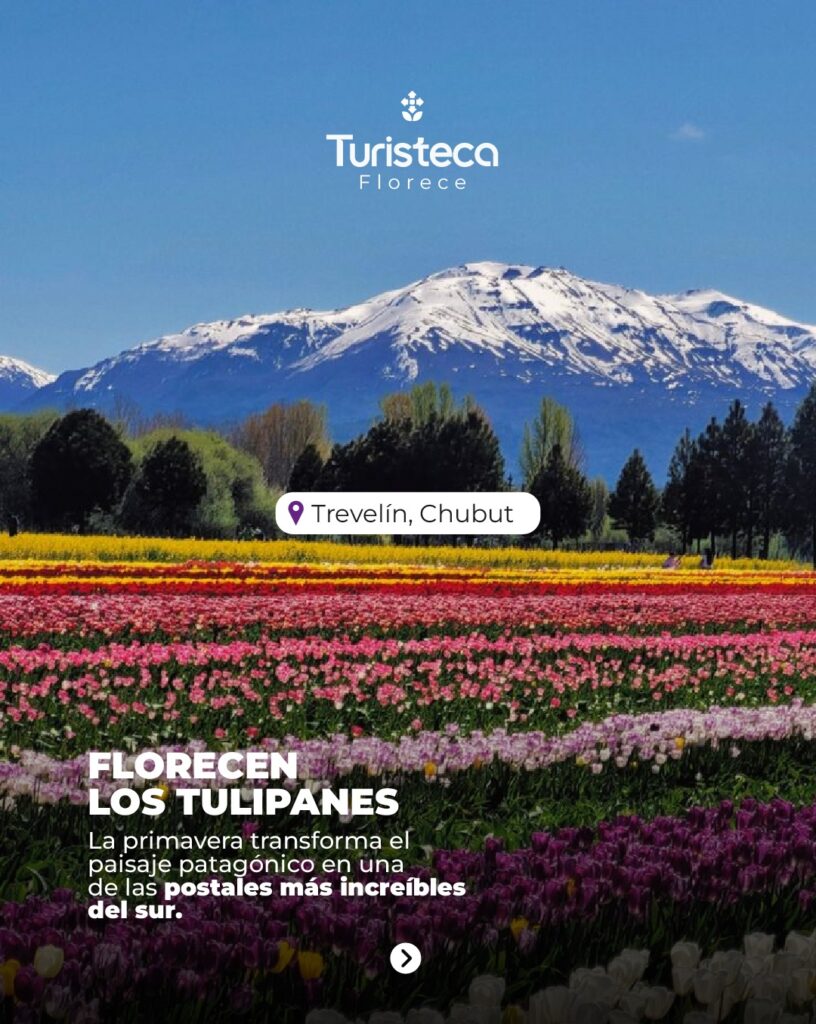 Tulipanes Aéreo
