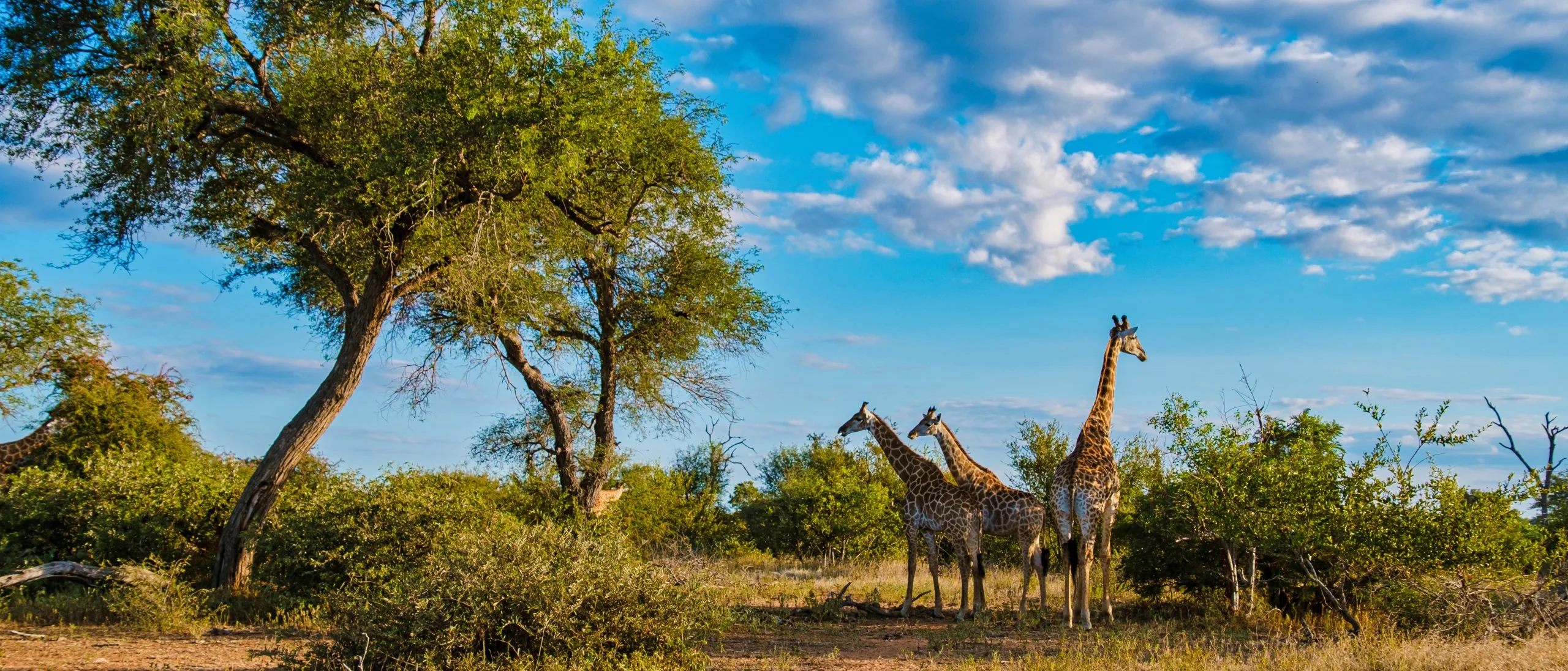 giraffe-in-the-bush-of-kruger-national-park-south-africa-scaled