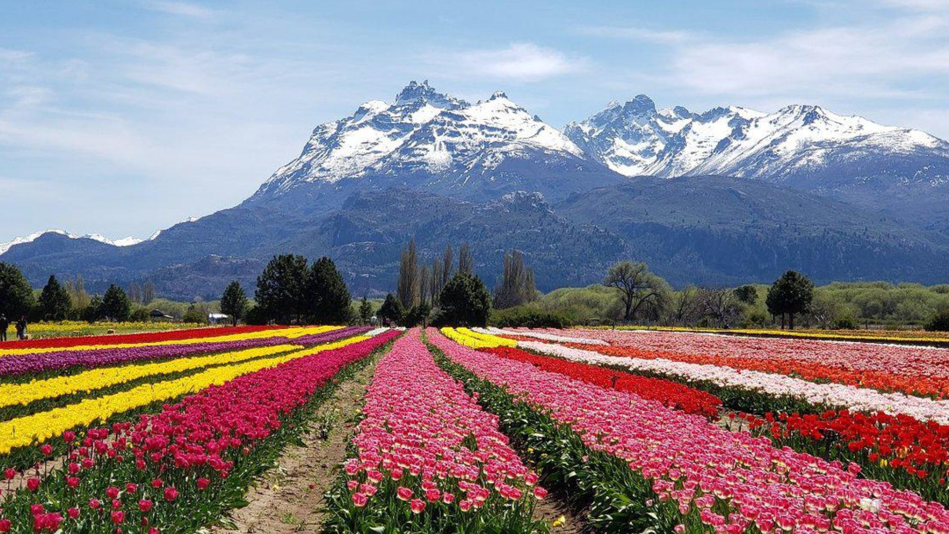 tulipanes banner 2